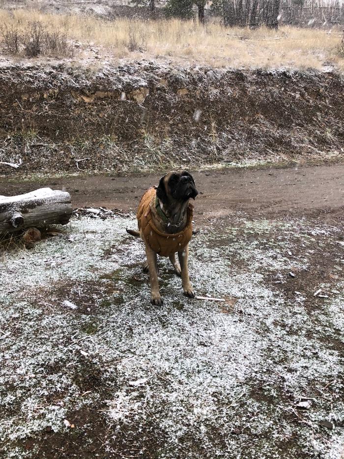 Shoalin (one of our wwoofers’ dog) enjoying the snowfall 