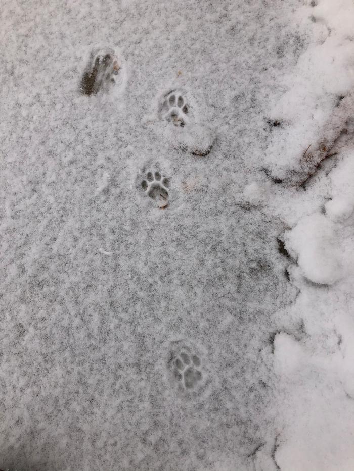 Kitty prints, a scurry to the food bowl 