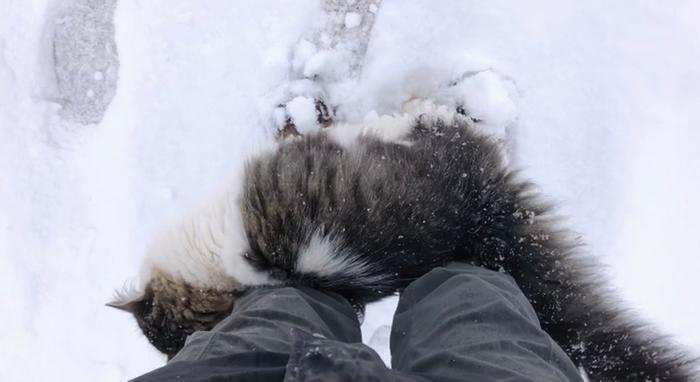 Sweet snuggly snow kitty 