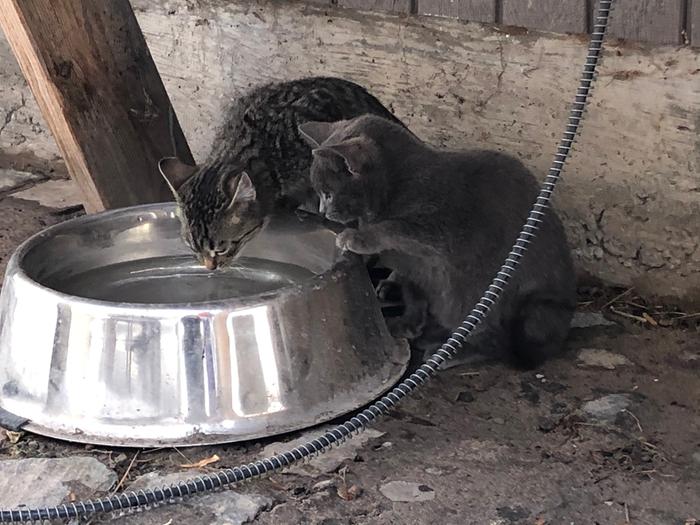 Pearl and one of the unnamed gray kittens 