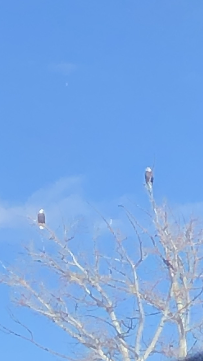 Two bald eagles. Just perchin