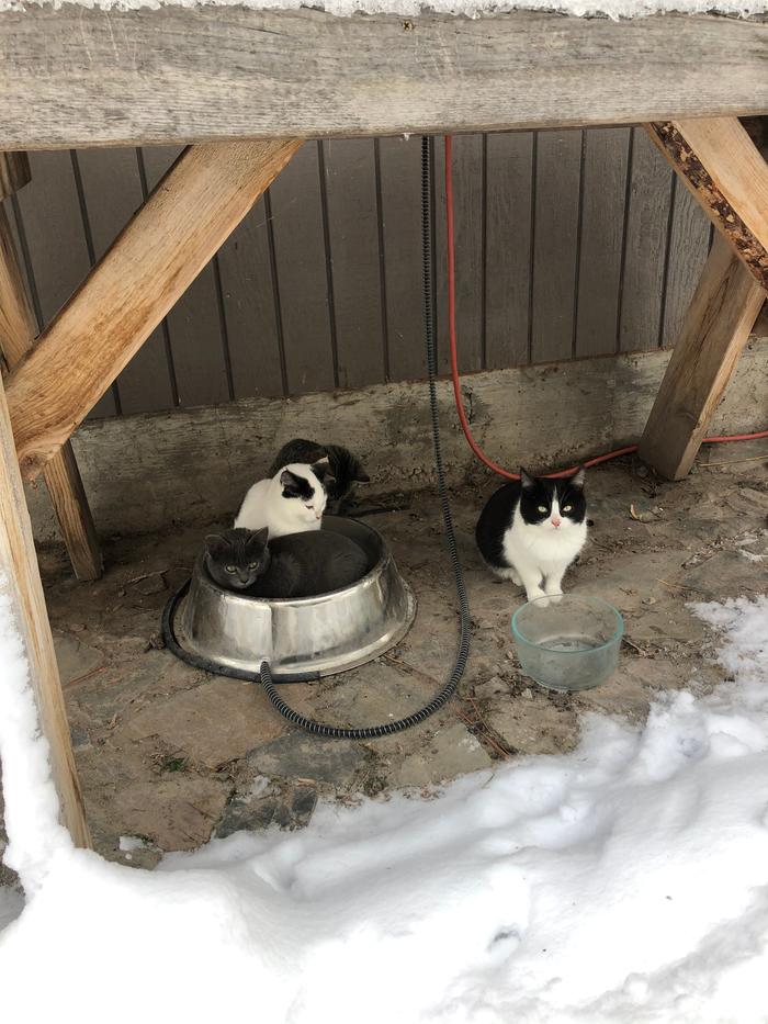 When the water warming bowl is empty, the kitties warm themselves 