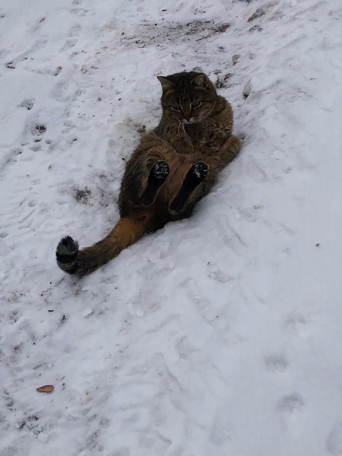 Juniper rolling around in the snow