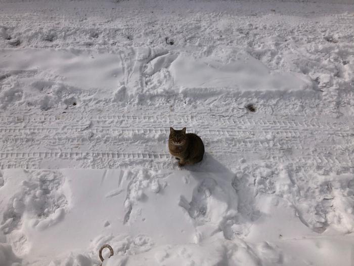 Junipurrrrrrrr