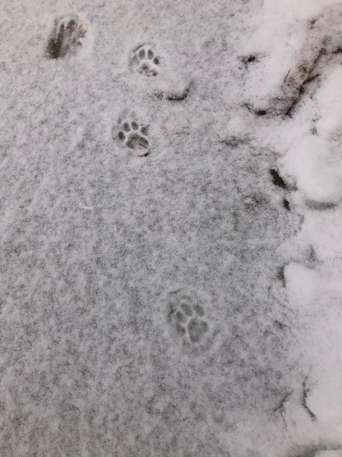 kitten tracks 