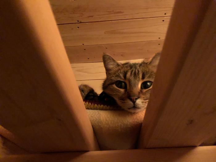 Just look at that face....