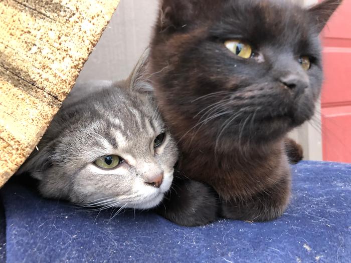 Happy Valentine’s Day from these sweet guys. The gray one is finally warming up to me and letting me pet him