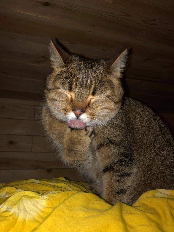 Cleaning those muddy paws