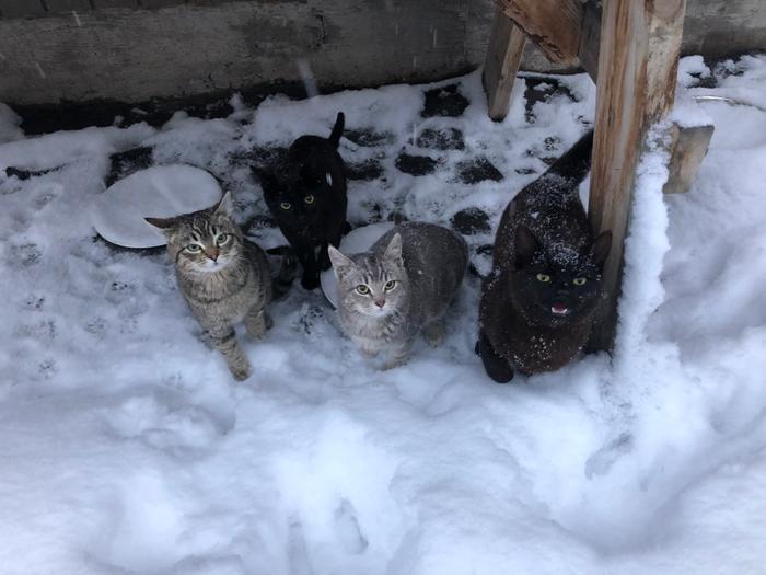 Awaiting their breakfast 