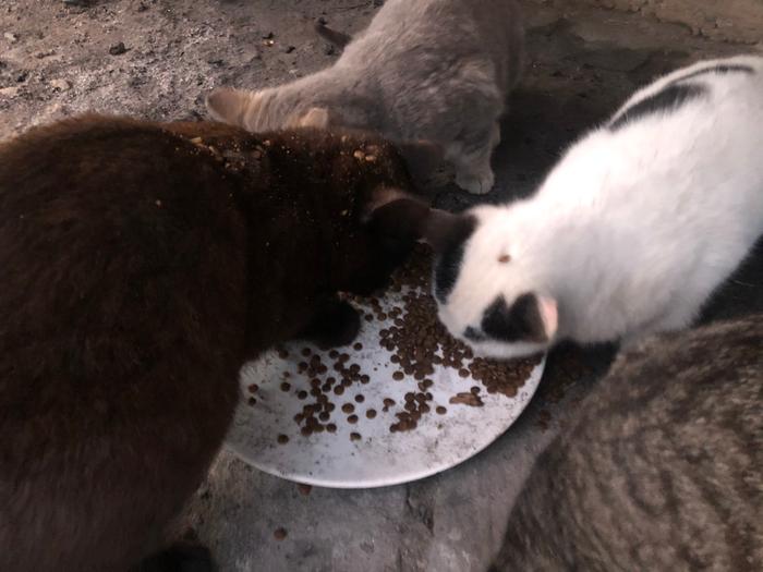 They can’t be bothered to move out of the way when I feed them. The result is kibble on the head.