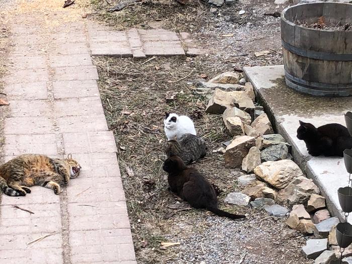 They’re all so curious and want to get close.... caught Juniper mid hiss