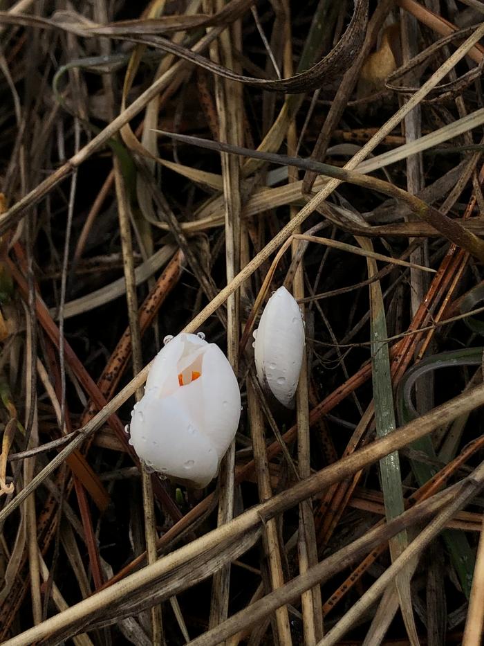 Crocuses blooming!