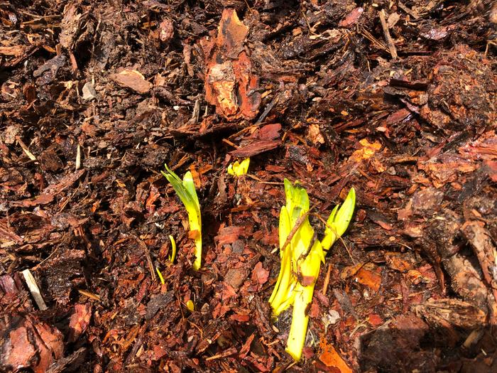 Daffodils coming up