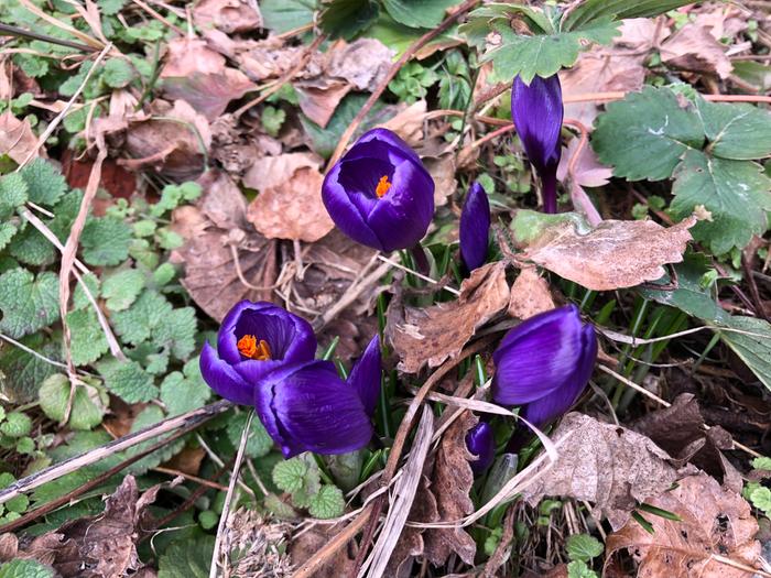 More crocuses 