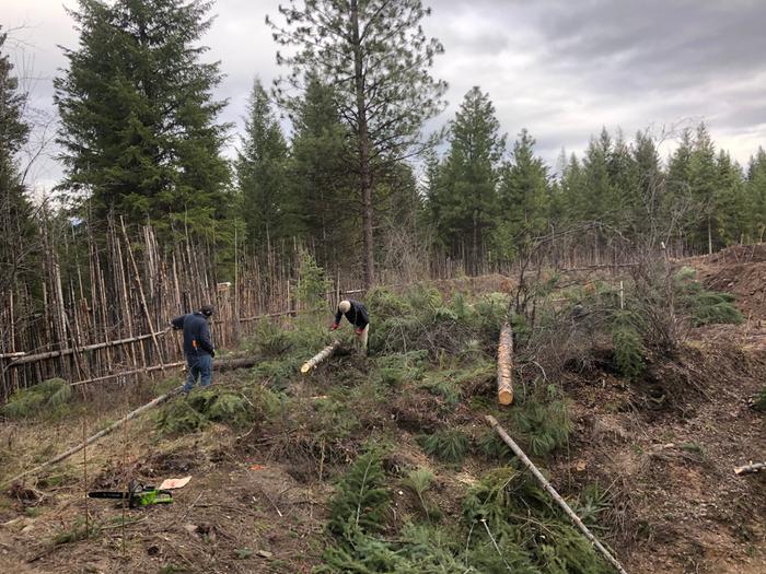 Felling and limping trees at the lab 