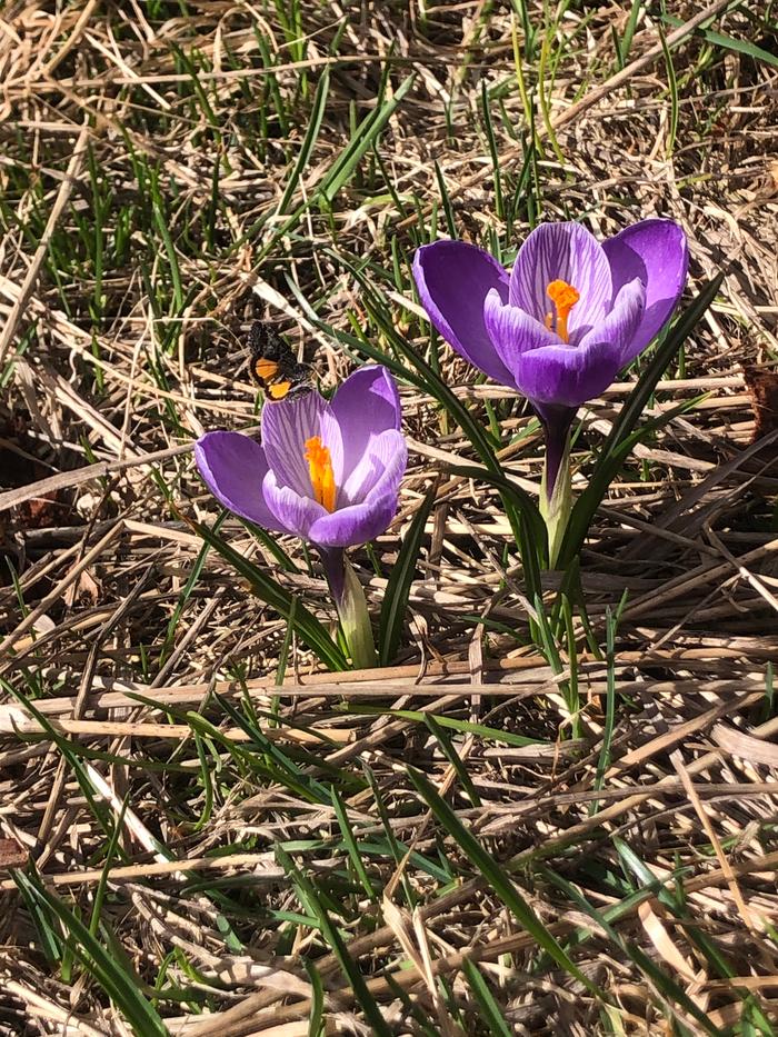 Tiny butterfly on a crocus