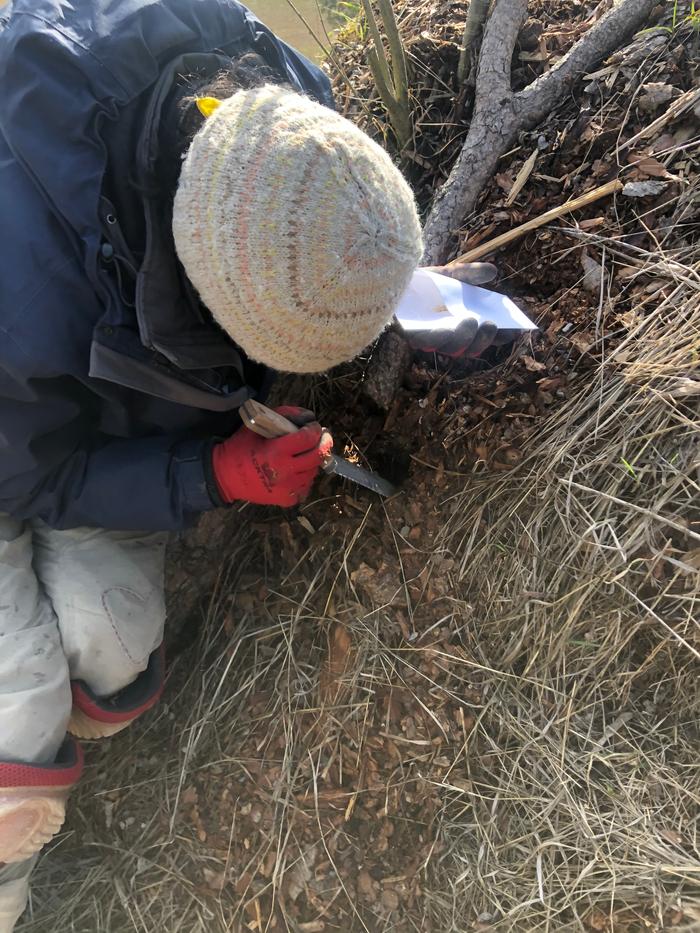 Dez plants some leeks on his patch 