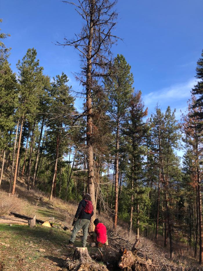 Taking down a dead-standing near the tent pads at basecamp