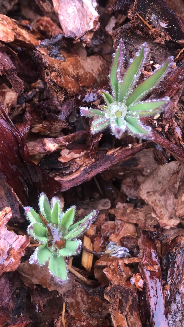 Lupine coming up on my patch 🙃