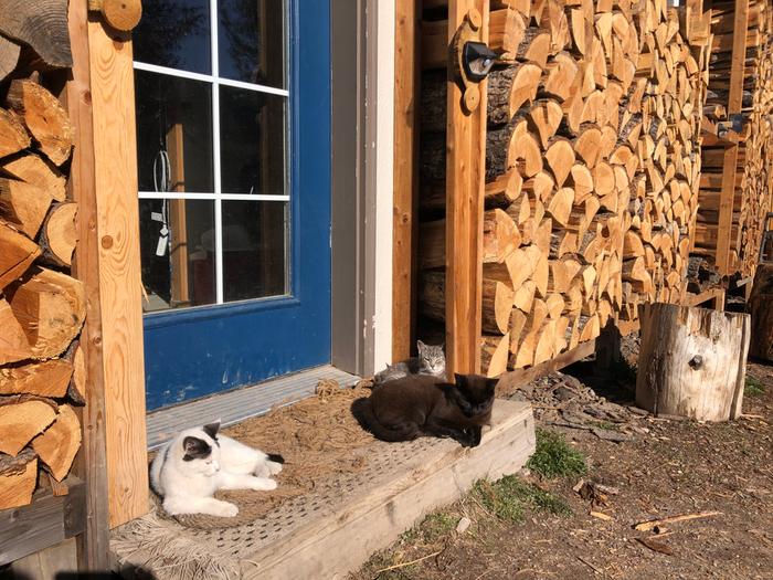 cats in the sun