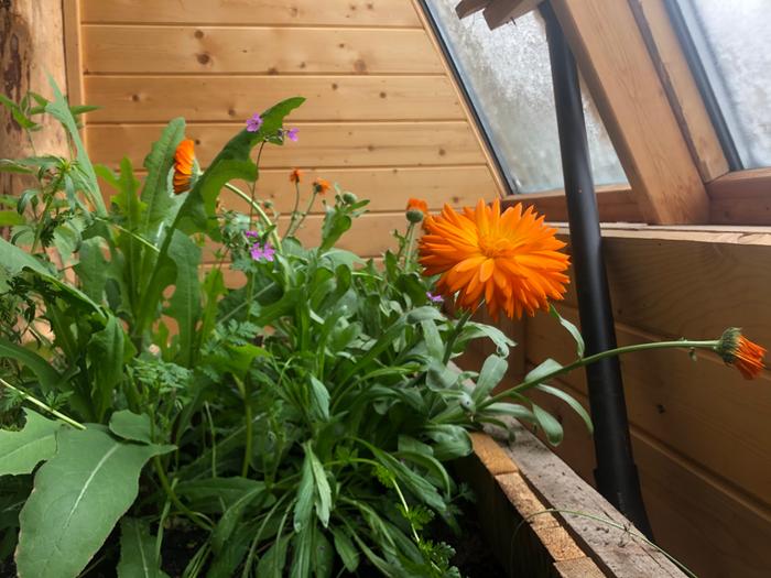 Flowers in the greenhouse. Warmed up in here on a particularly cold gardening morning 