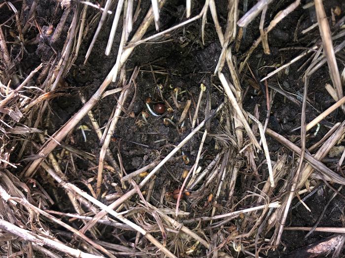 My cover crop mix is sprouting all over the place 