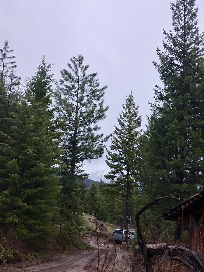 Mountain poking out through the mist and trees 