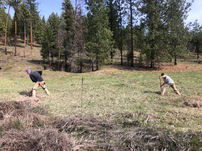 Raking up dead grass in the meadow for mulch 