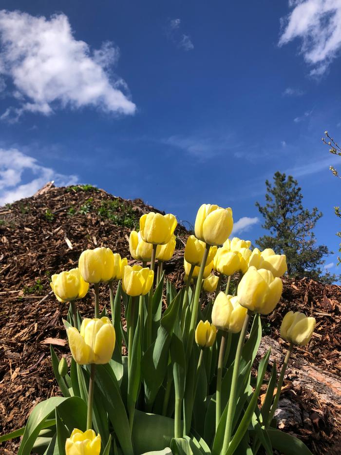 Beautiful yellow tulips!