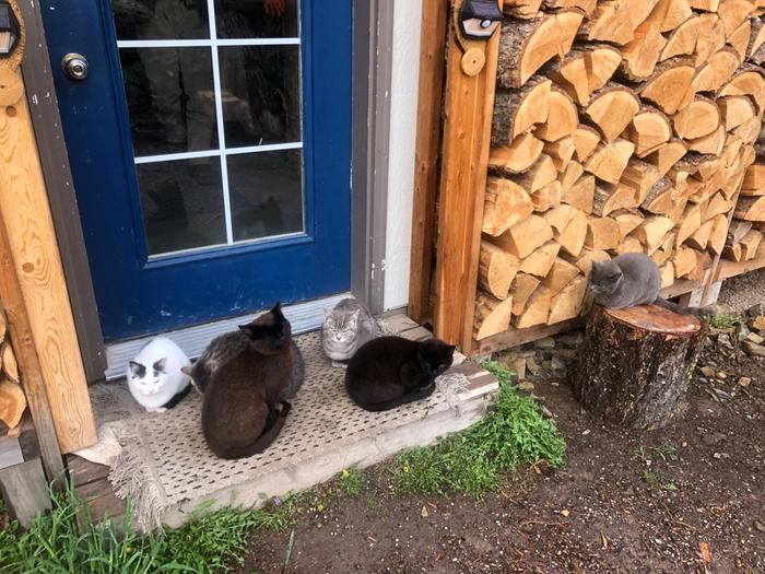 All the kitties wanna come in from the rain 