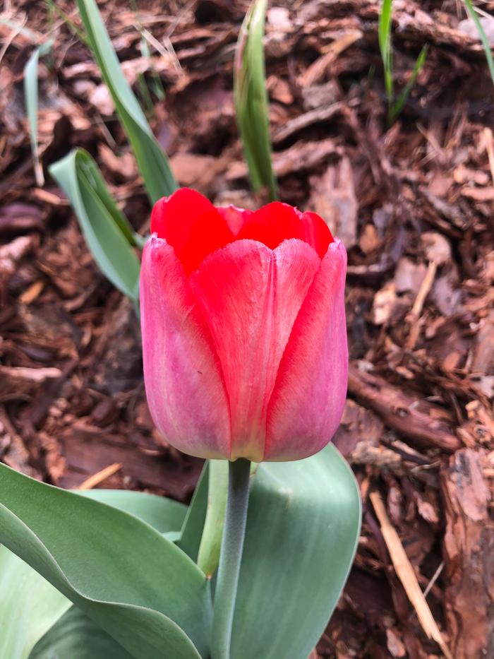  A very wow tulip 🌷😍