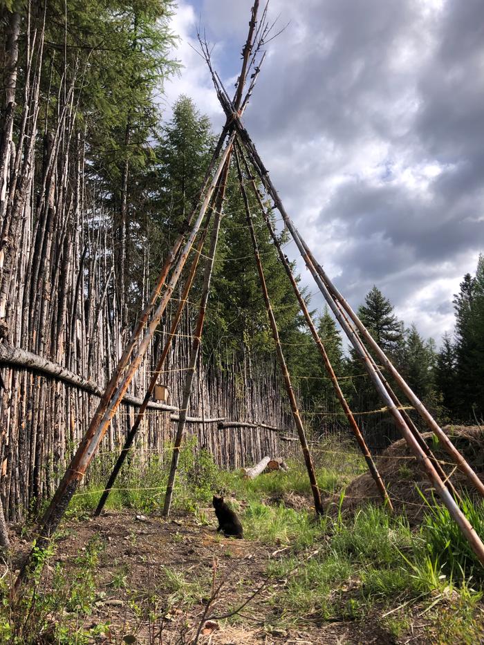 Bobo (who is pregnant!!) hangin under my tipi trellis 