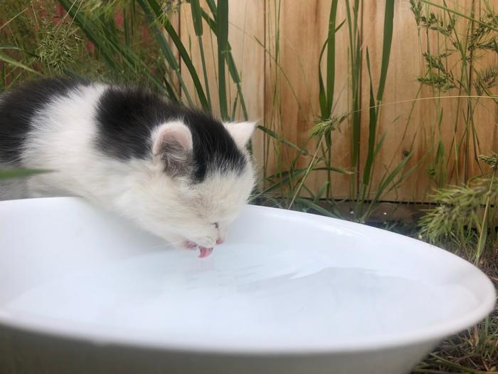 Panda learning how to drink water 