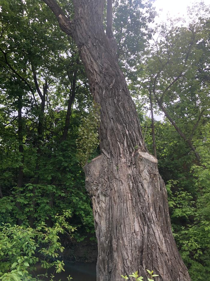 A tree within a tree