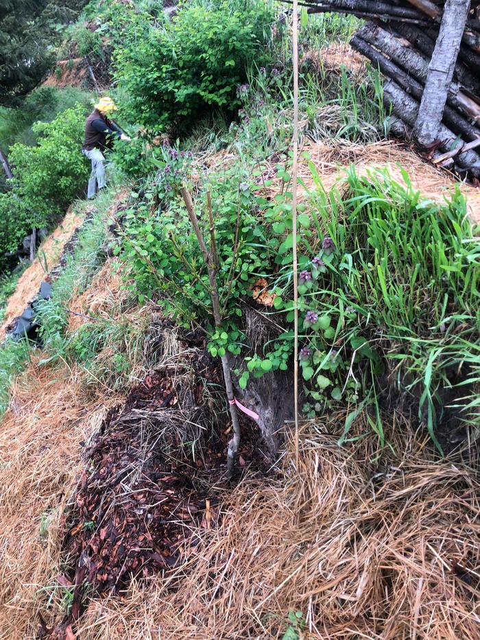 Stephen working hard on improving this patch + our new nectarine tree