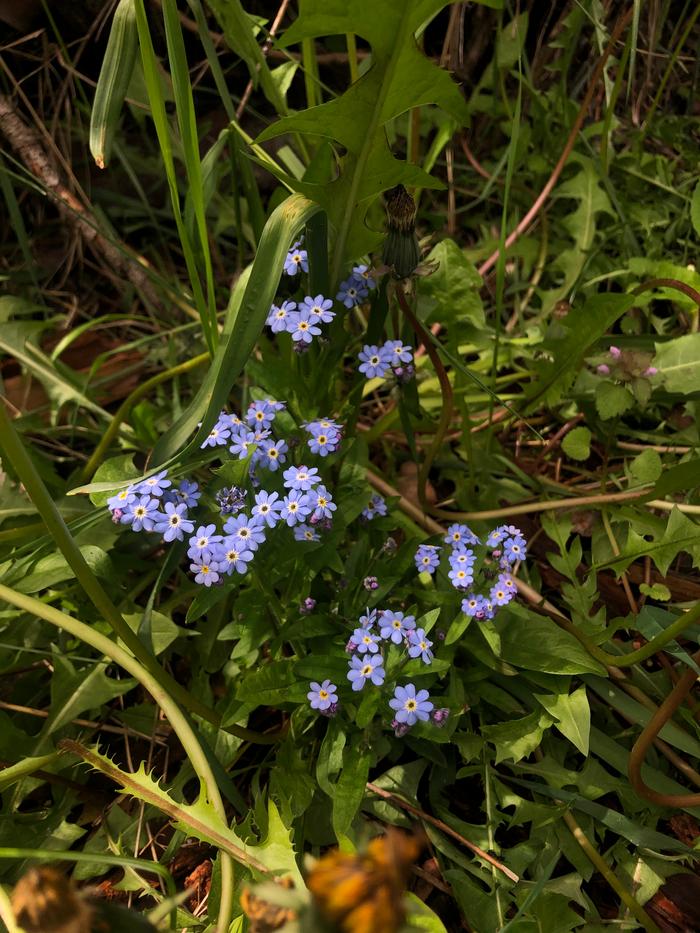 Such delicate little flowers 