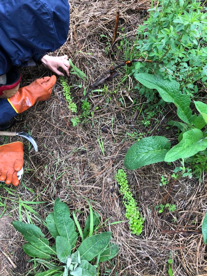 Dez’s seeded “micro-terraces” 