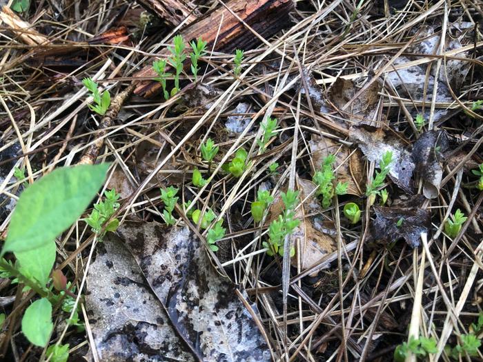 The lissette fiber flax I planted on my plot sprouting!