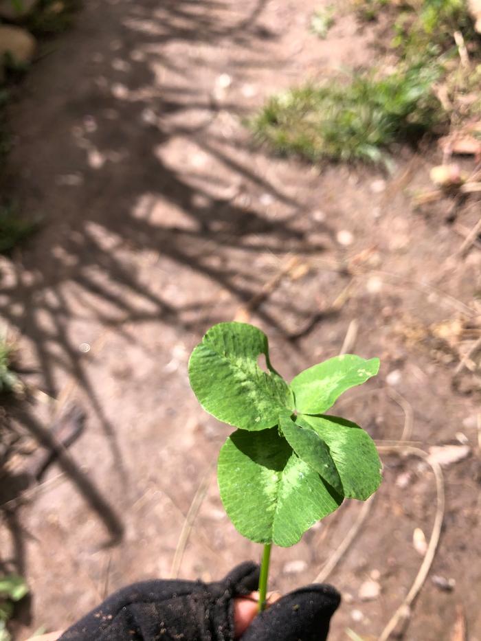 4 leaf clover on my patch 