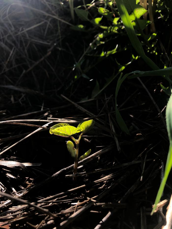 Bean sprout below my tipi trellis 