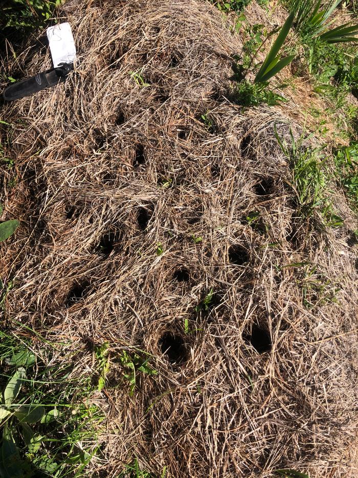 Planted some beans around my corn 