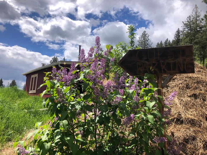 Lilacs in bloom