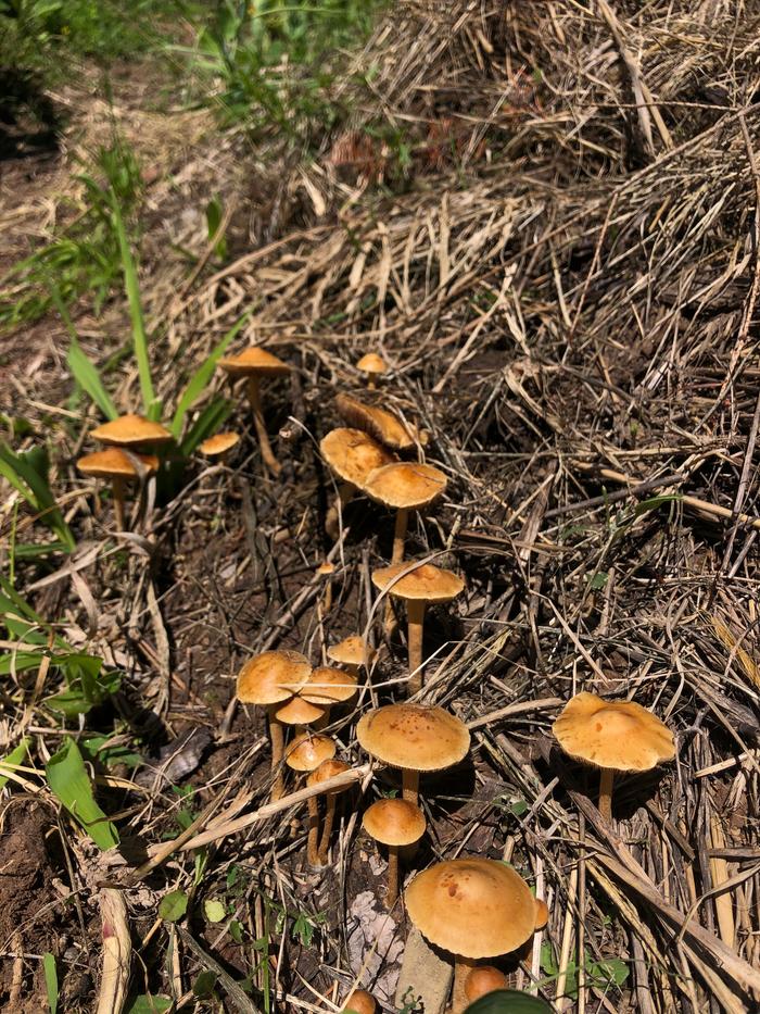 Little mushroom forest 