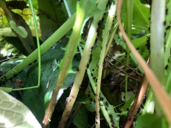 Aphids in the garden 