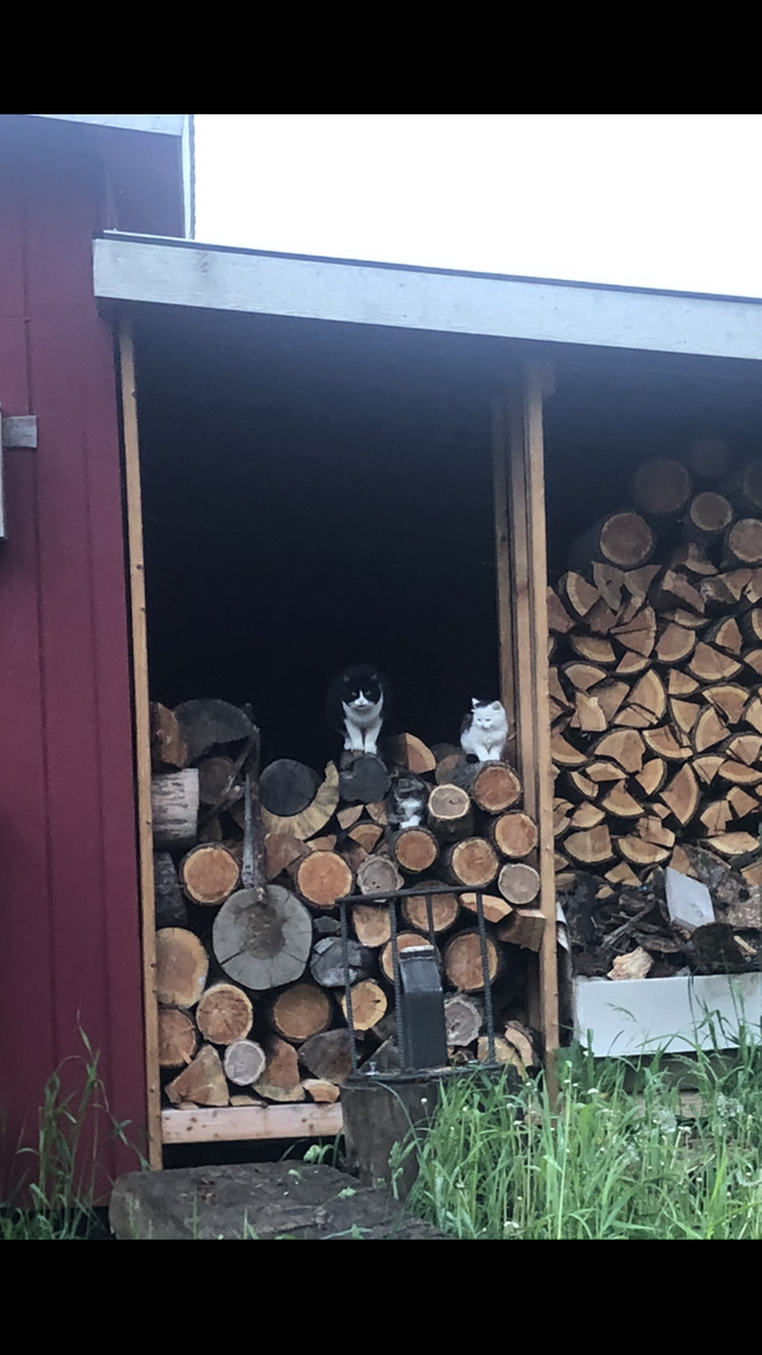 Mama and her babies waiting for breakfast 