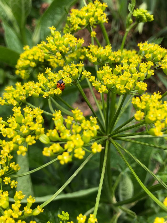 🐞 