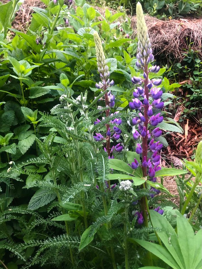 Garden lupine 💜