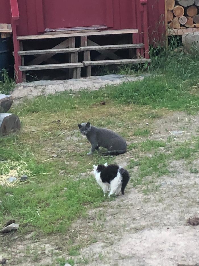 Panda (or Bubbles as I have been calling her) defending her territory against the older cats 