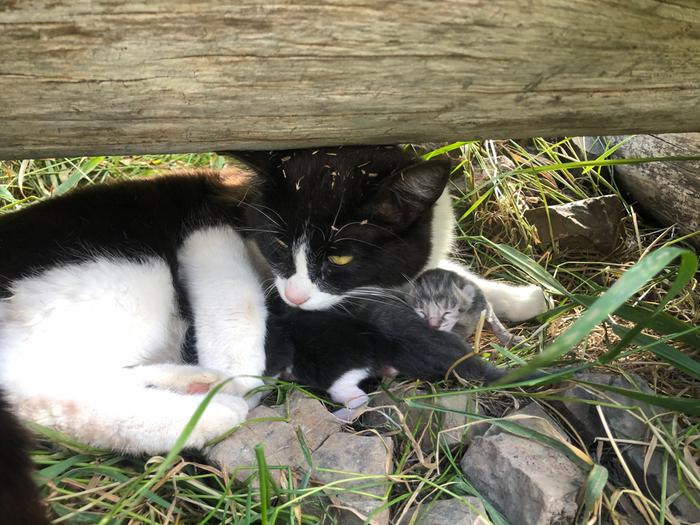 Black spark had new babies today !!! 💗💗😻 they now sleep under my cot in my tent for safety 