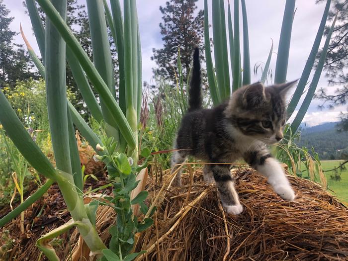 Frances in the garden